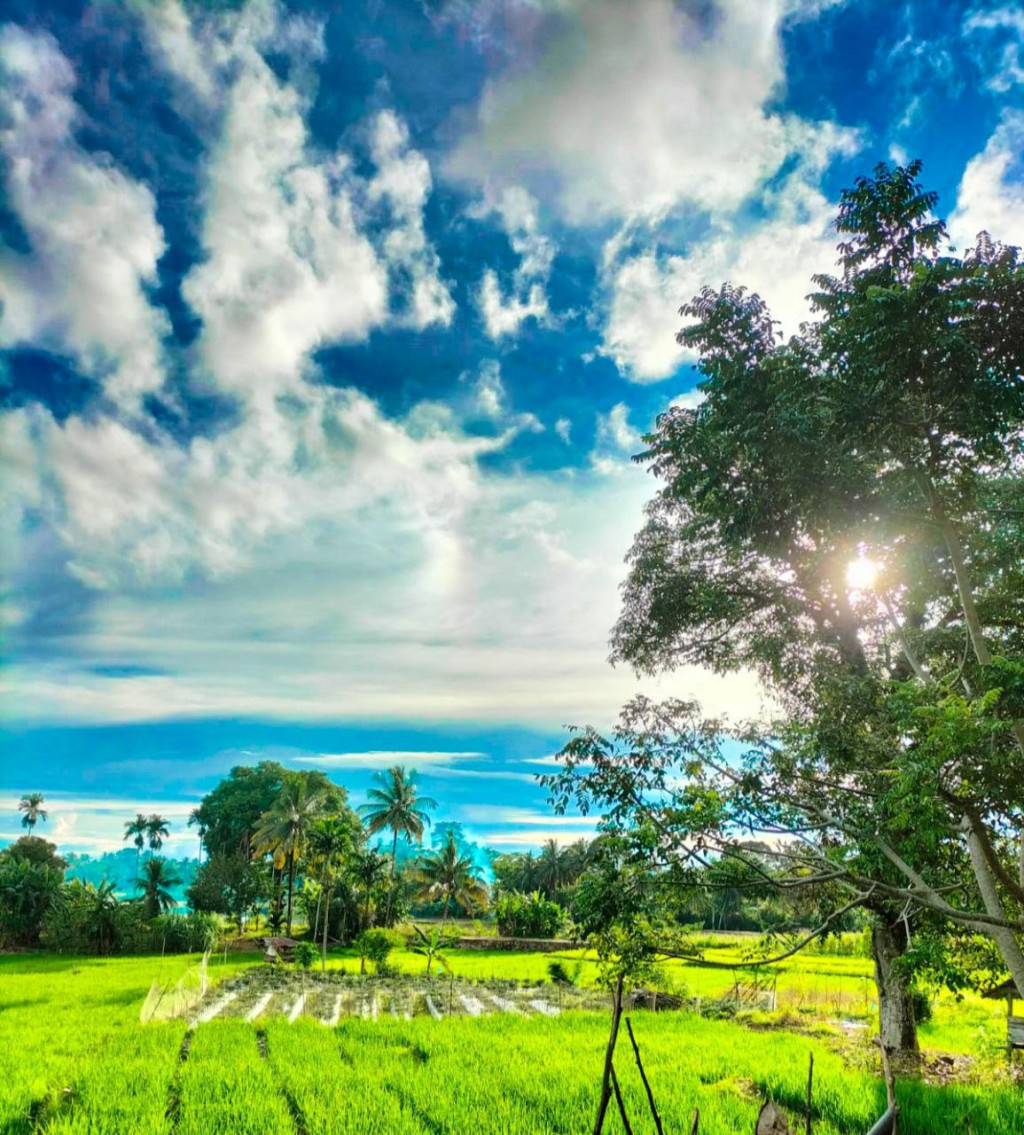 Tampak hamparan sawah Daerah Dusun II